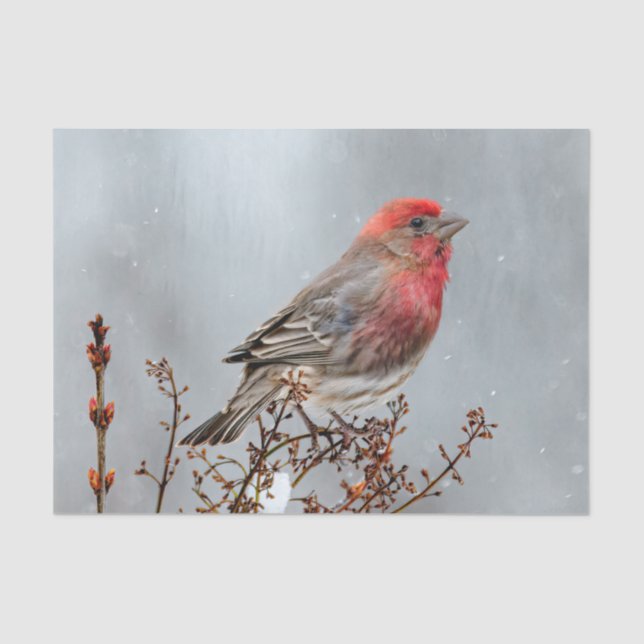 Papel De Seda House Finch in Snow - Foto original (Frente )