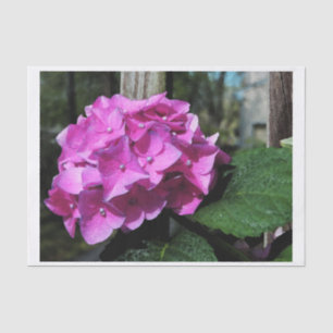 Papel De Seda Hydrangea cor-de-rosa vívido