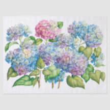 Hydrangeas in Bloom