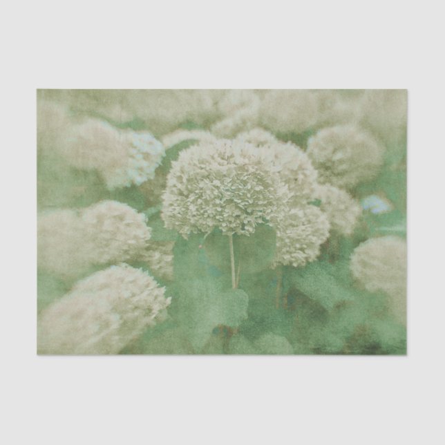 Papel De Seda Hydrangeas Vintage Verde Floral (Frente )