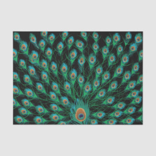 Papel De Seda Ilustração com as penas do pavão no preto