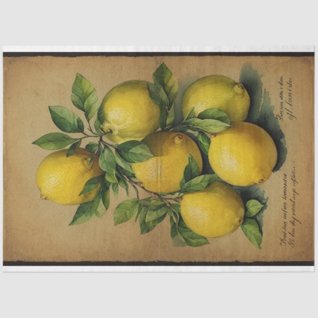 Papel De Seda Ilustração de Fruta de limão Ephemera n.o 1 (Frente )
