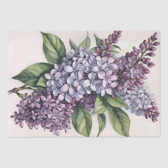 Papel De Seda Ilustração Lilac Bush Roxo Lilac (Frente )