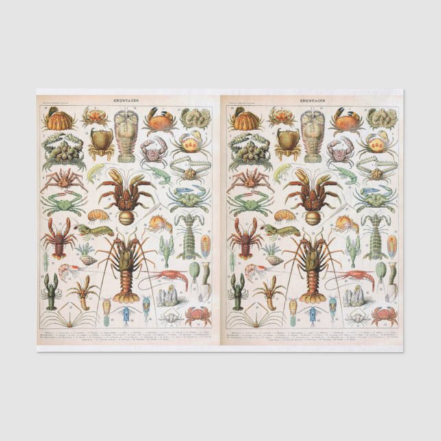 Papel De Seda Ilustração Millot, Crustáceos, Desligamento (Frente )