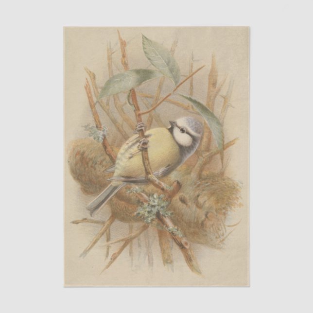 Papel De Seda Ilustração Vintage de Bluetit (Frente )