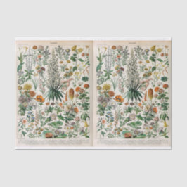 Papel De Seda Ilustrações de Millot, Botânica, Desligamento