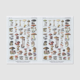 Papel De Seda Ilustrações de Millot, Cogumelos, Desligamento