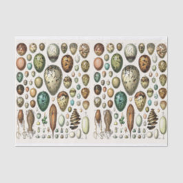 Papel De Seda Ilustrações de Millot, Ovos, Desligamento