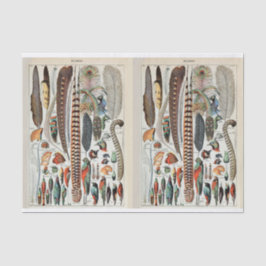 Papel De Seda Ilustrações de Millot, Penas de Aves, Desligamento