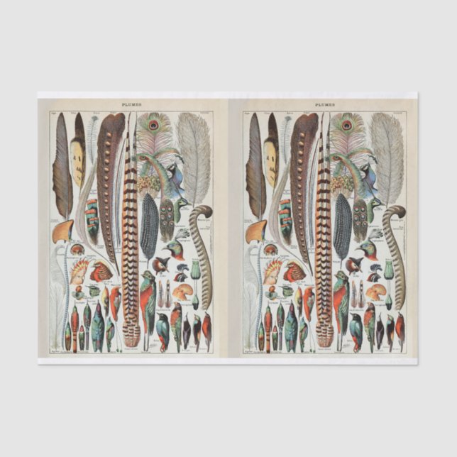 Papel De Seda Ilustrações de Millot, Penas de Aves, Desligamento (Frente )