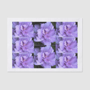 Papel De Seda Imagens cor-de-rosa de Sharon da lavanda multi