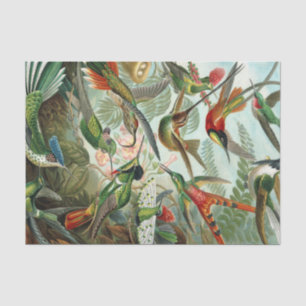 Papel De Seda Impressão da arte de Ernst Haeckel: Trochilidae