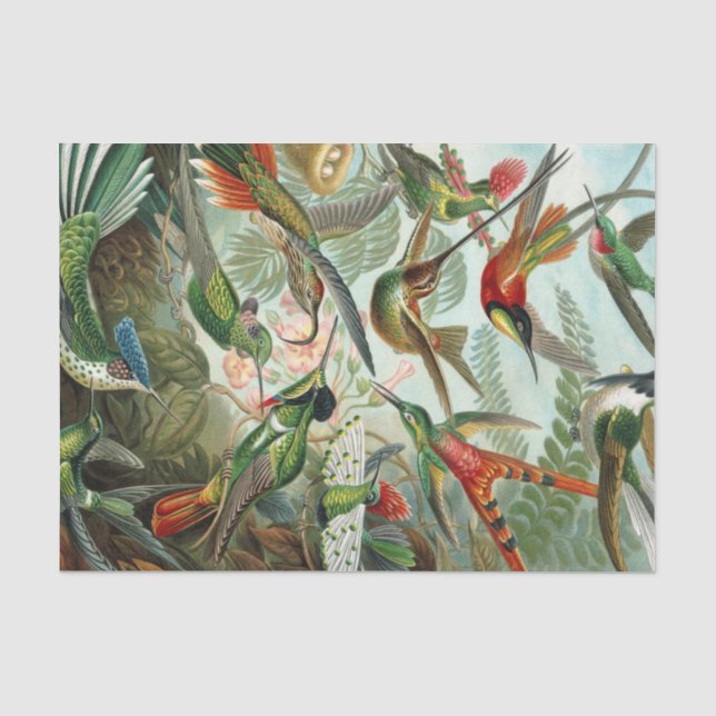 Papel De Seda Impressão da arte de Ernst Haeckel: Trochilidae (Frente )