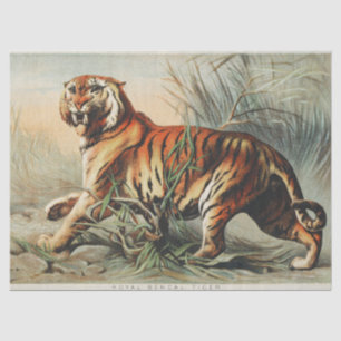 Papel De Seda Impressão de Arte Naturalista de Tigre-de-bengala