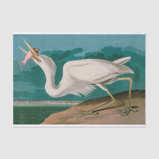 Papel De Seda Impressão de Audubon, Aves Brancas dos excelentes  (Frente )