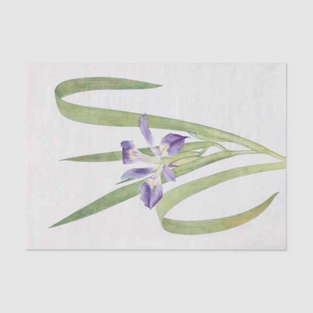 Papel De Seda Iris Foliosa por William Dykes (Frente )
