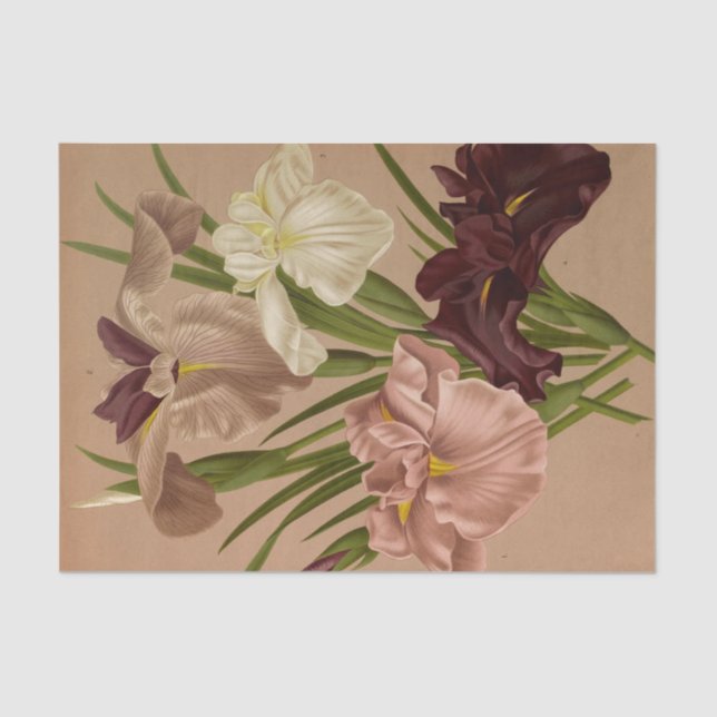 Papel De Seda Iris Kaempferi. Var por Arentina Hendrica Arendsen (Frente )