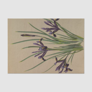 Papel De Seda Iris Reticulata por Arentina Hendrica Arendsen