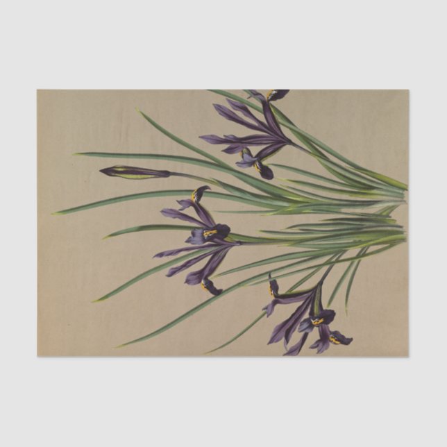 Papel De Seda Iris Reticulata por Arentina Hendrica Arendsen (Frente )