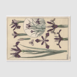 Papel De Seda Íris, Série de Botânica de Eugene Grasset