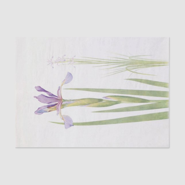 Papel De Seda Iris Spuria (Caxemira) por William Dykes (Frente )