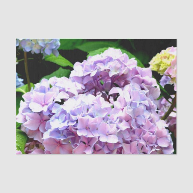 Papel De Seda Jardim Hydrangea, rosa, azul, floral roxo (Frente )