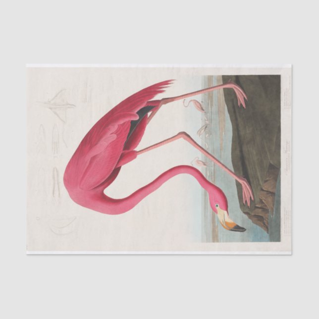 Papel De Seda John James Audubon | Flamingo rosa (Frente )