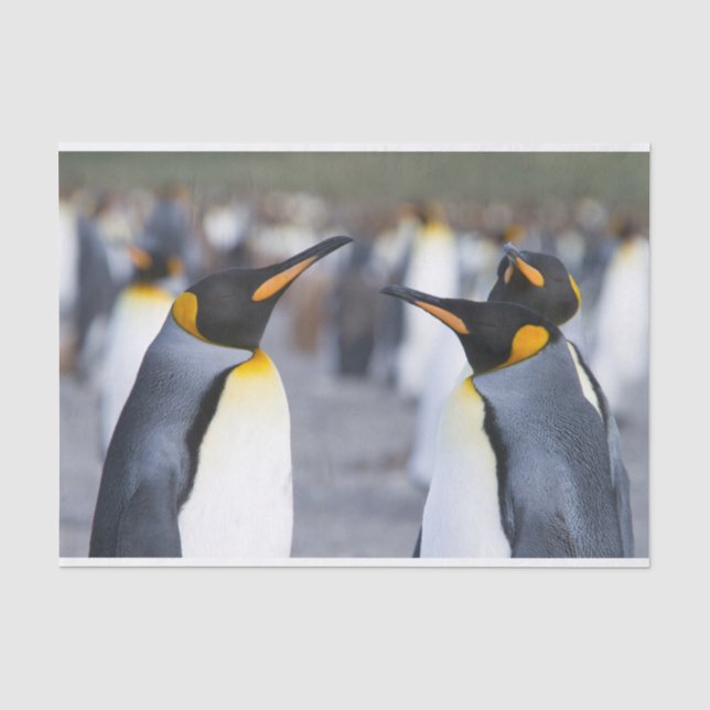 Papel De Seda King Penguins (Frente )