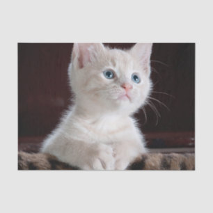 Papel De Seda Kitten Branco Vulnerável