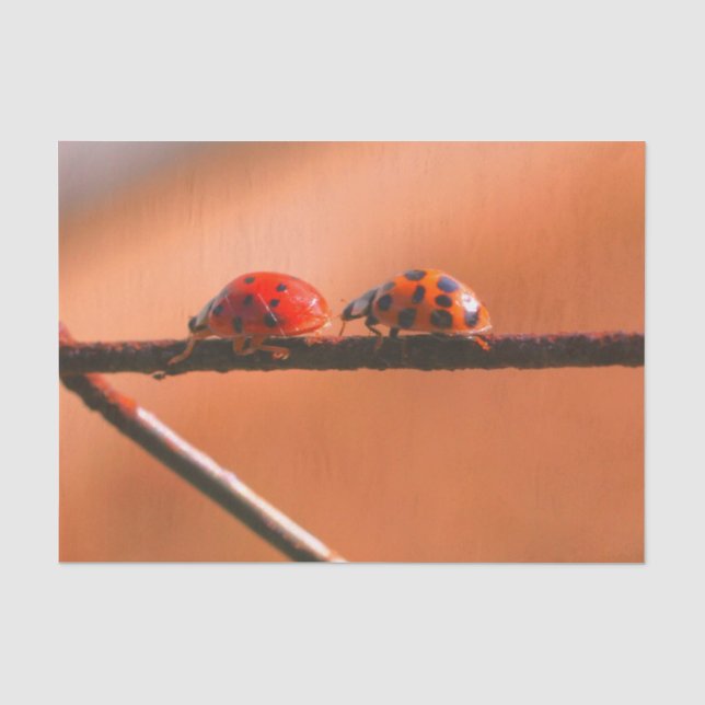 Papel De Seda Ladybugs Tocam Seguir A Decoupage Do Líder (Frente )