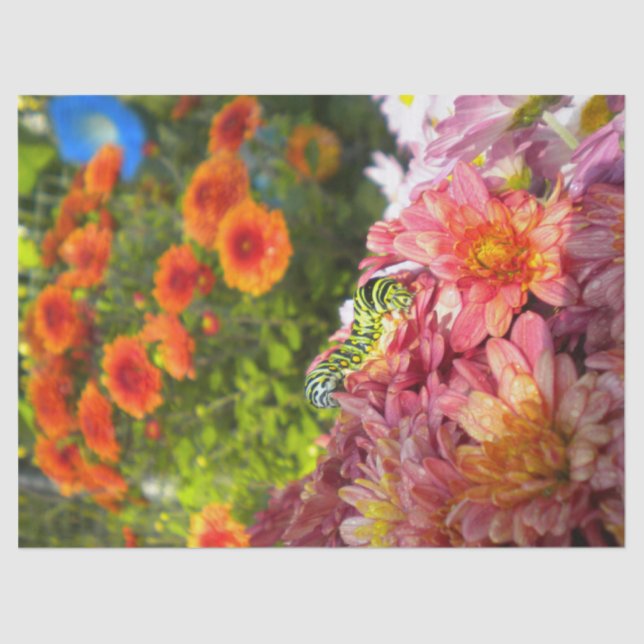 Papel De Seda Lagarta em Astras (Frente )