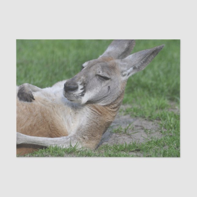 Papel De Seda Laid-back Kangaroo (Frente )