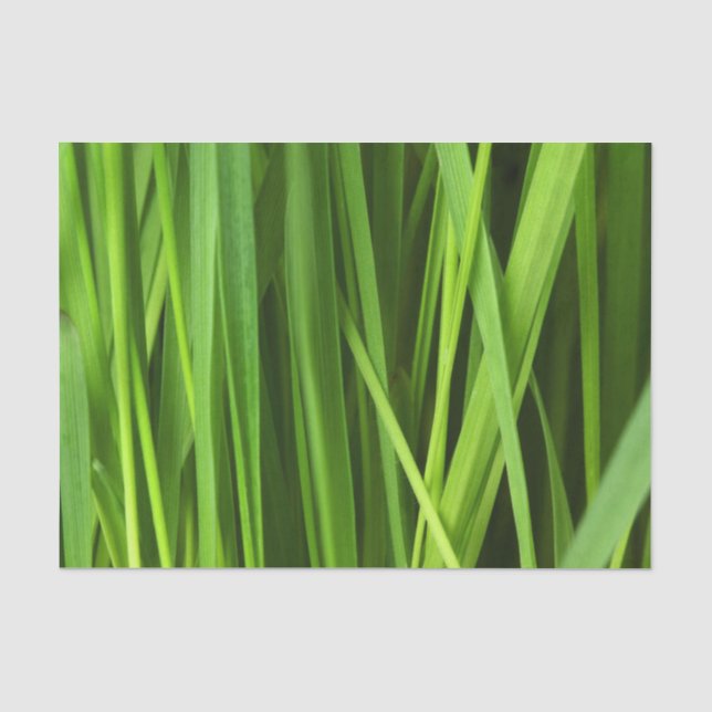 Papel De Seda Lâminas de gramíneas (Frente )