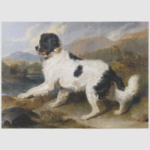 Landseer Newfoundland Dog (Black and White Animal)