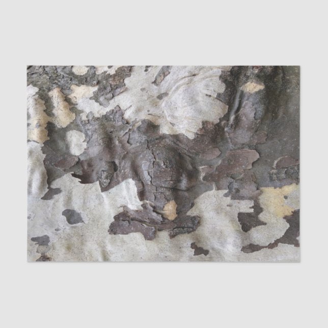 Papel De Seda Latido de árvore Sycamore descascando e borda (Frente )