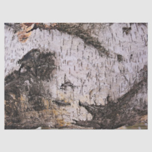 Papel De Seda Latido de vidoeiro - foto de madeira da natureza