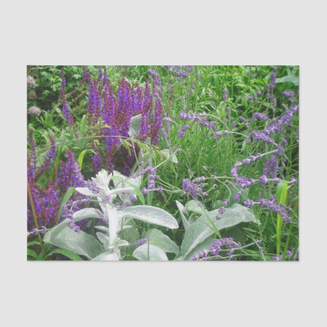 Papel De Seda Lavanda e orelha de Salvia Lambs (Frente )