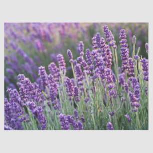 Papel De Seda Lavanda Lusciosa