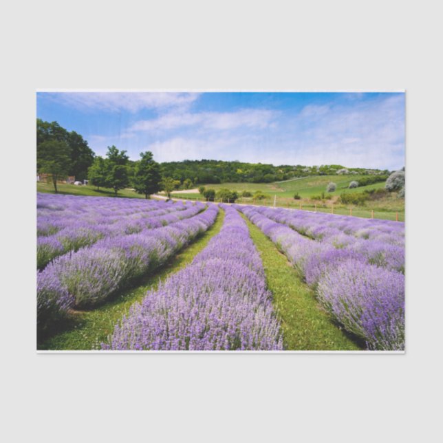 Papel De Seda Lavendar Fields (Frente )