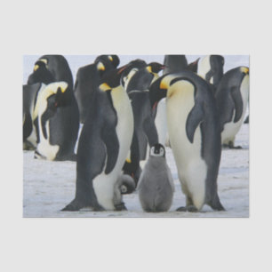 Papel De Seda lenço da família pinguim