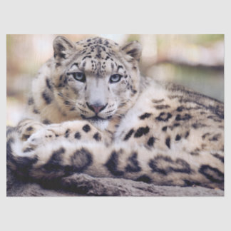 Papel De Seda Leopardo-das-neves Impressionante Deitado