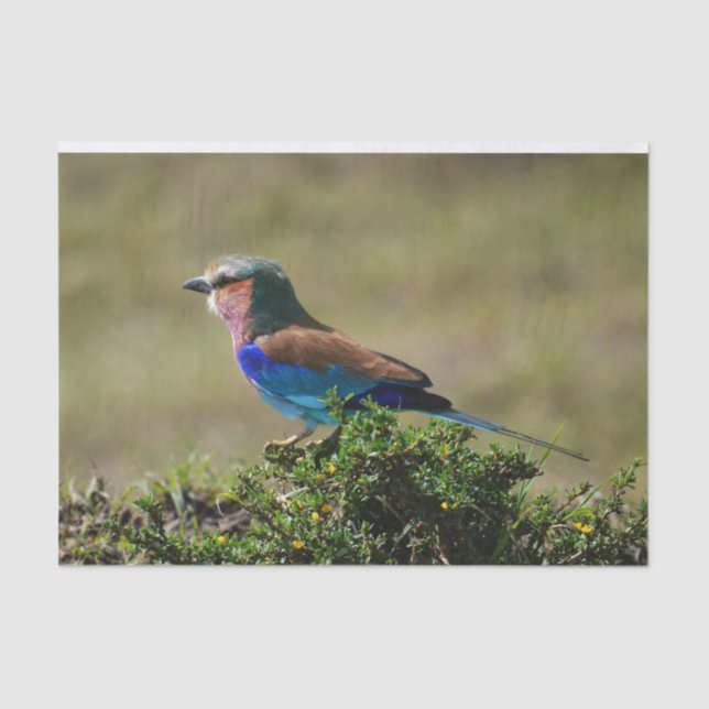 Papel De Seda Lilac Brested Roller Bird (Frente )