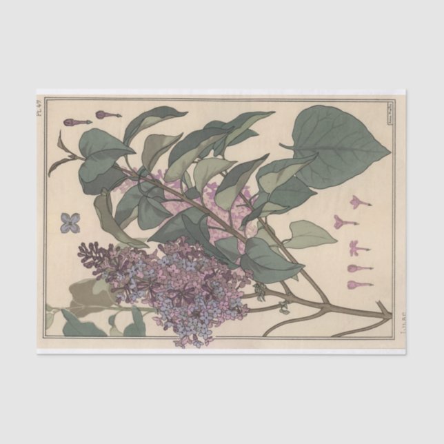 Papel De Seda Lilacs, Eugene Grasset Botany Series (Frente )