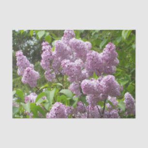 Papel De Seda Lilacs Floral Fotografia Bonita