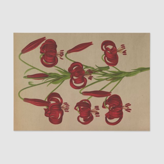 Papel De Seda Lilium Chalcedonicum por Arentina Hendrica Arendse (Frente )