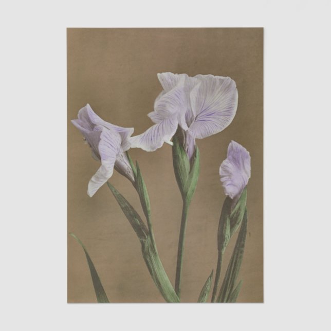 Papel De Seda Lily by Ogawa Kazumasa (Frente )