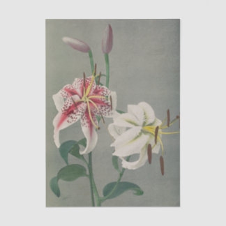 Papel De Seda Lily by Ogawa Kazumasa