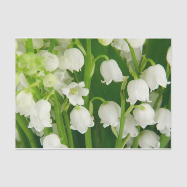 Papel De Seda Lily das Flores da primavera Branca do Vale (Frente )