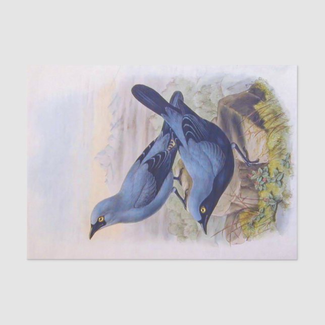 Papel De Seda Linda Ilustração de Aves Azuis Exóticas (Frente )