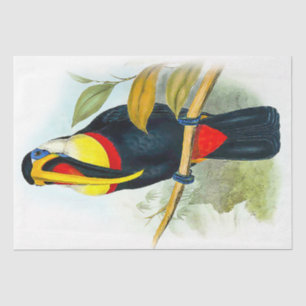 Papel De Seda Linda Vintage Toucan